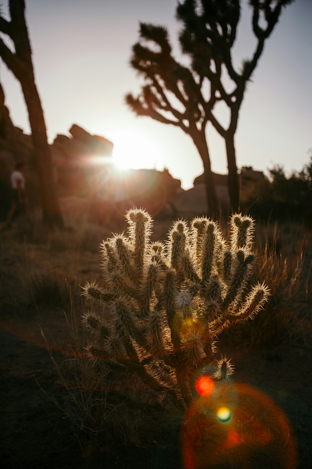 Cactus plant photo – Free Joshua tree national park Image on Unsplash
