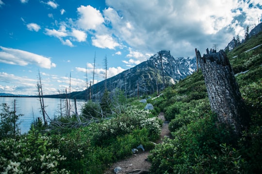 green tress in Grand Teton National Park United States