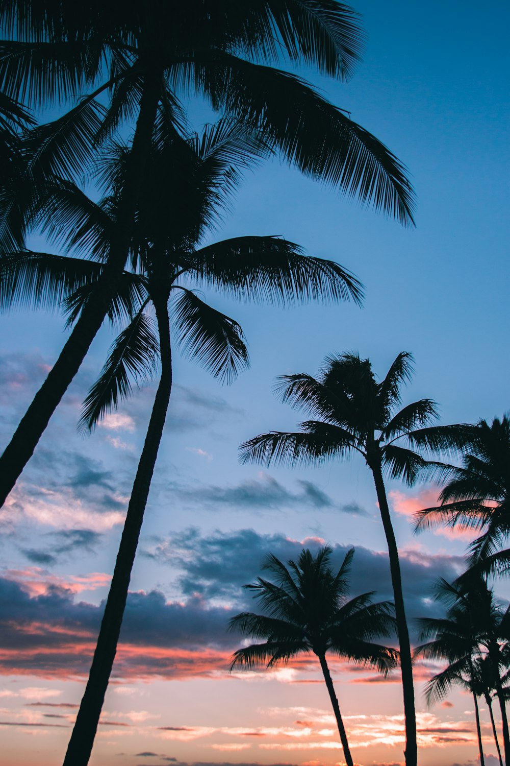 low angle photography of coconut trees