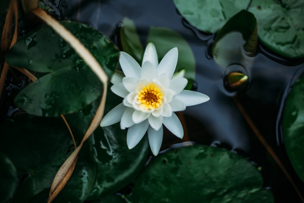Weiße Lotusblume und Seerosenblätter