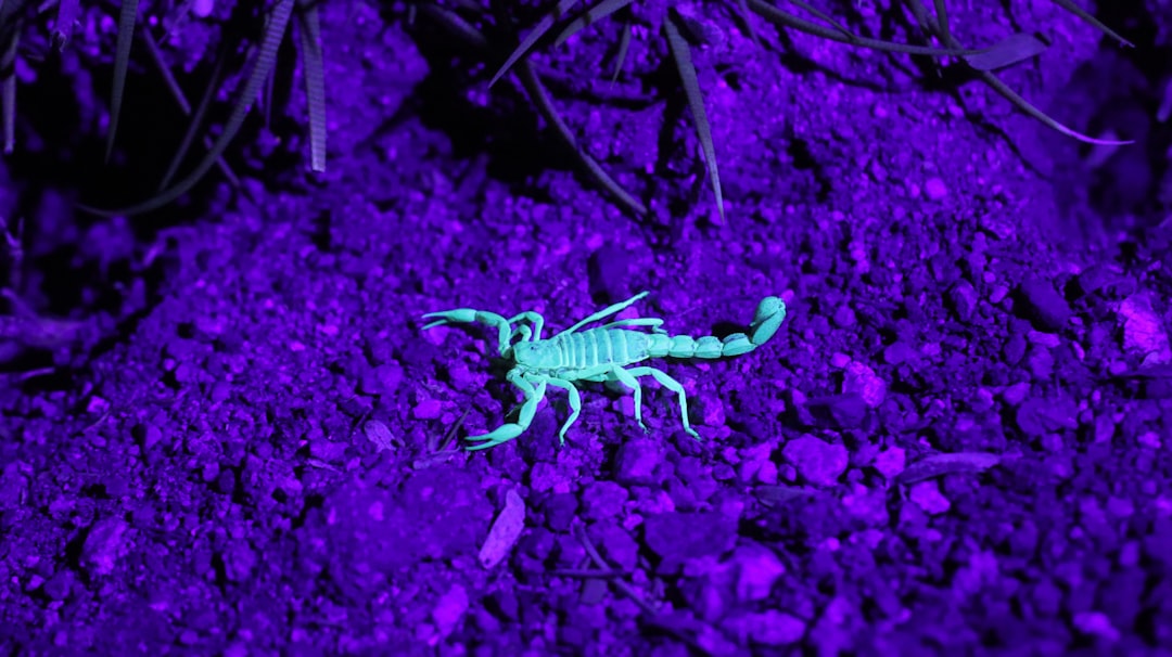 Found this little scorpion crawling around the bottom of a cactus. Because it was nighttime, the only way I could even spot the bug in the first place was with an ultraviolet light. It’s much easier to see a glowing scorpion!