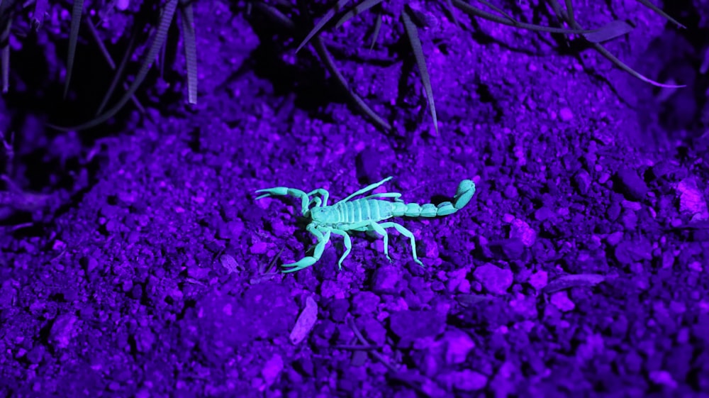 arizona bark scorpion on rocks