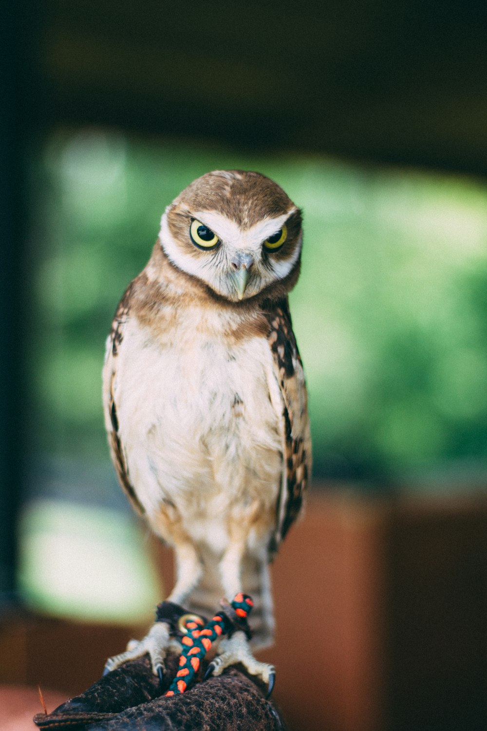 shallow focus photography of bird