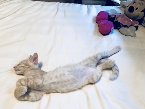 A light-colored kitten is stretched out comfortably on a bed, sleeping peacefully. Its legs are extended, and it appears relaxed. Beside the kitten, there's a plush toy resembling a cartoon character with a pink dress and gloves. The environment is soft and serene, conveying a sense of tranquility.