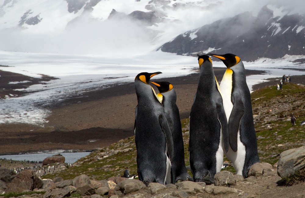 penguins standing on rocky mountain