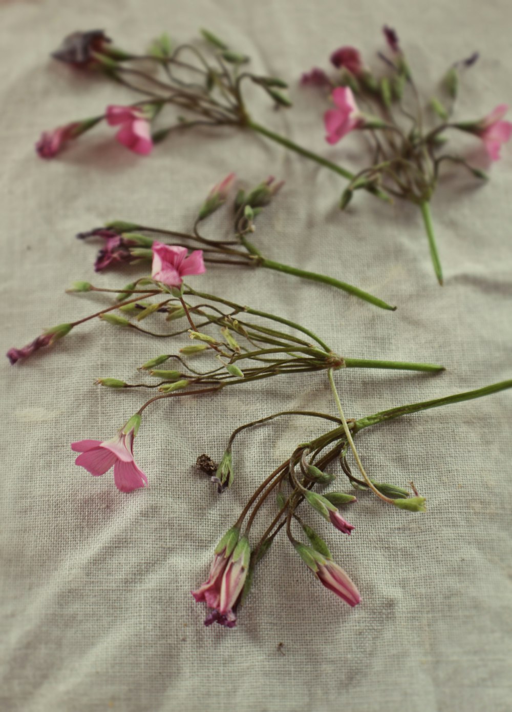 pink-petaled flowers on white textile