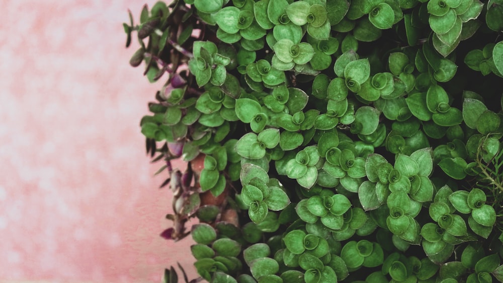 녹색 식물의 얕은 초점 사진