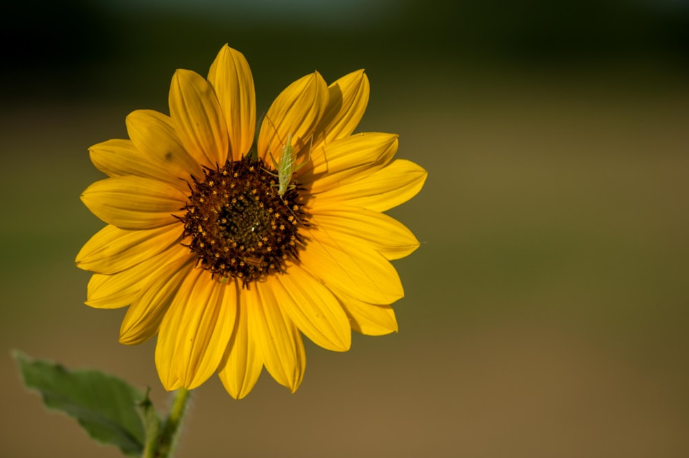 selective focus photography of sunflower