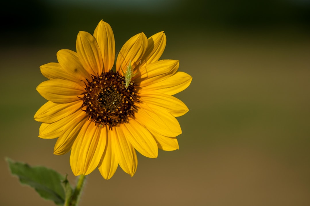  selective focus photography of sunflower flower vase vase