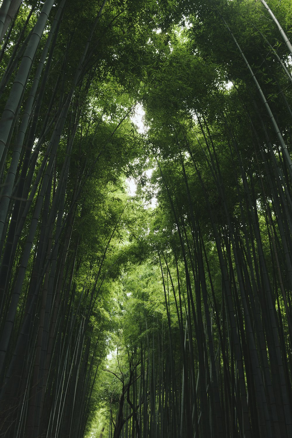 capannone per erba di bambù