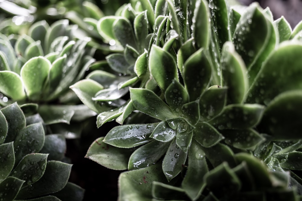 green leafed plant