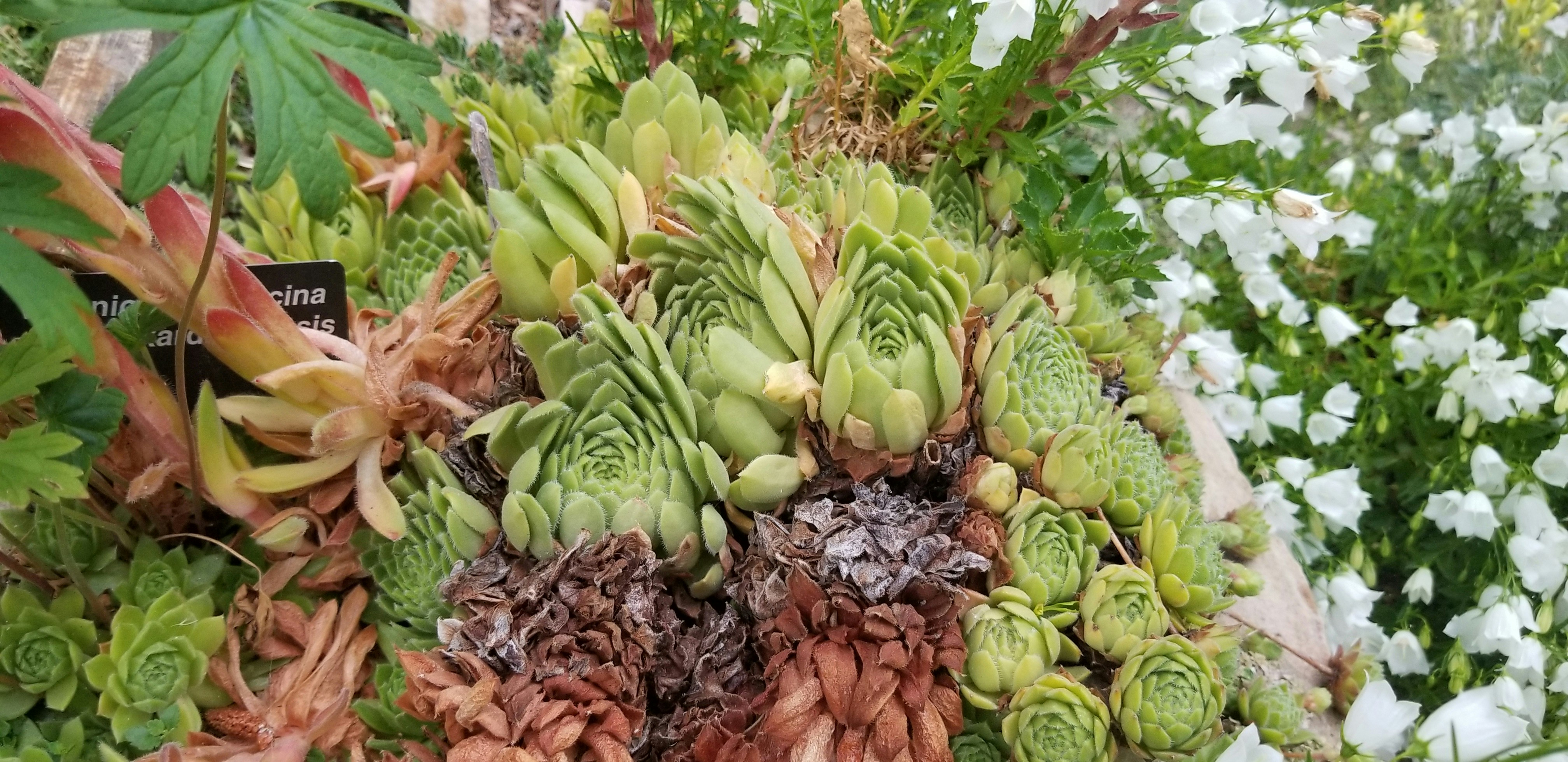 Free Denver Botanic Gardens Image On Unsplash