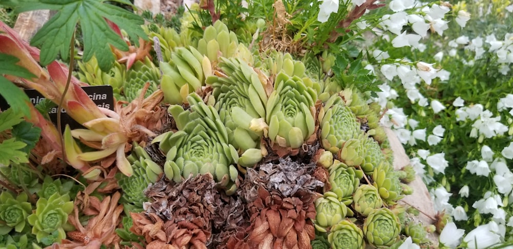 Free Denver Botanic Gardens Image On Unsplash