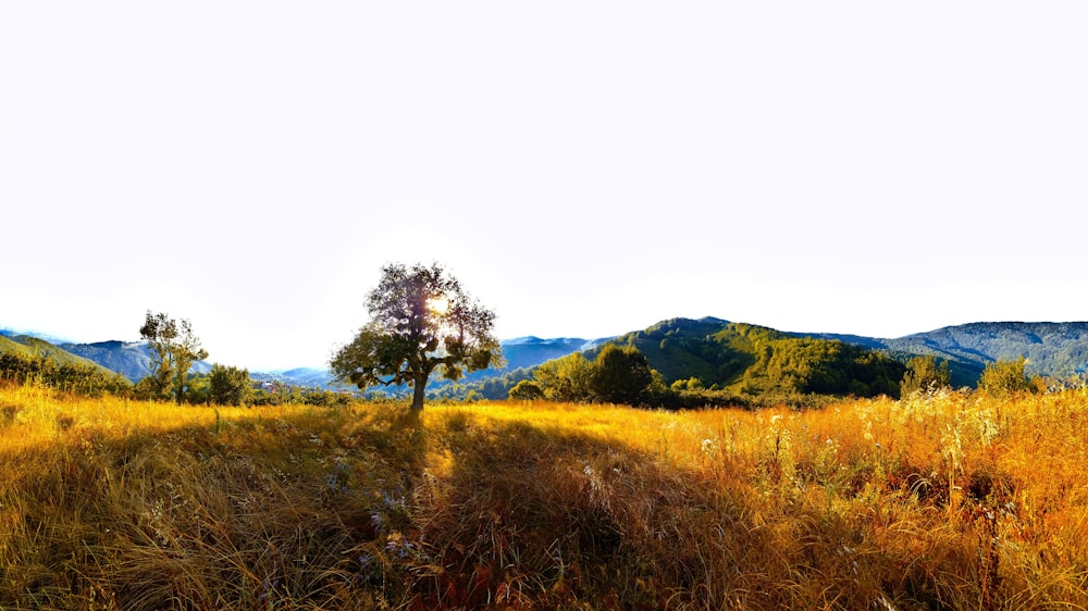 green tree on brown grass field during daytime