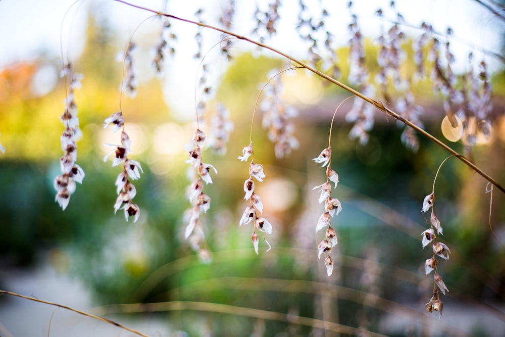 fotografia de foco raso de plantas brancas e marrons