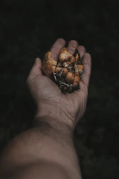 Close-up of hands holding sacred mushrooms symbolizing respect and care.
