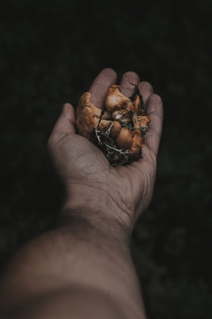 Hands gently holding a freshly harvested mushroom cluster with rich earthy tones.