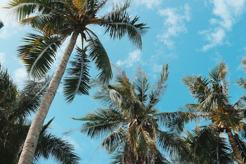 palm trees under sky
