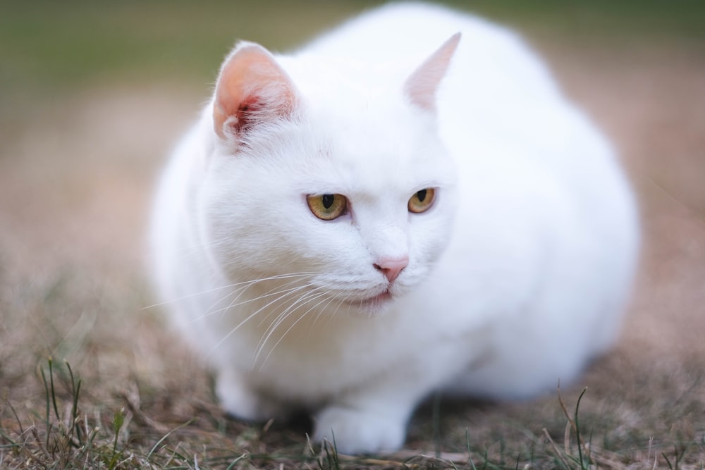 depth of field photo of short-haired white cat