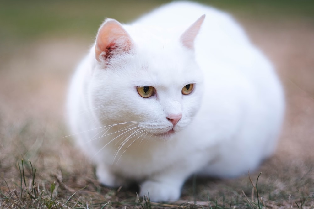 Tiefenschärfe-Foto einer kurzhaarigen weißen Katze