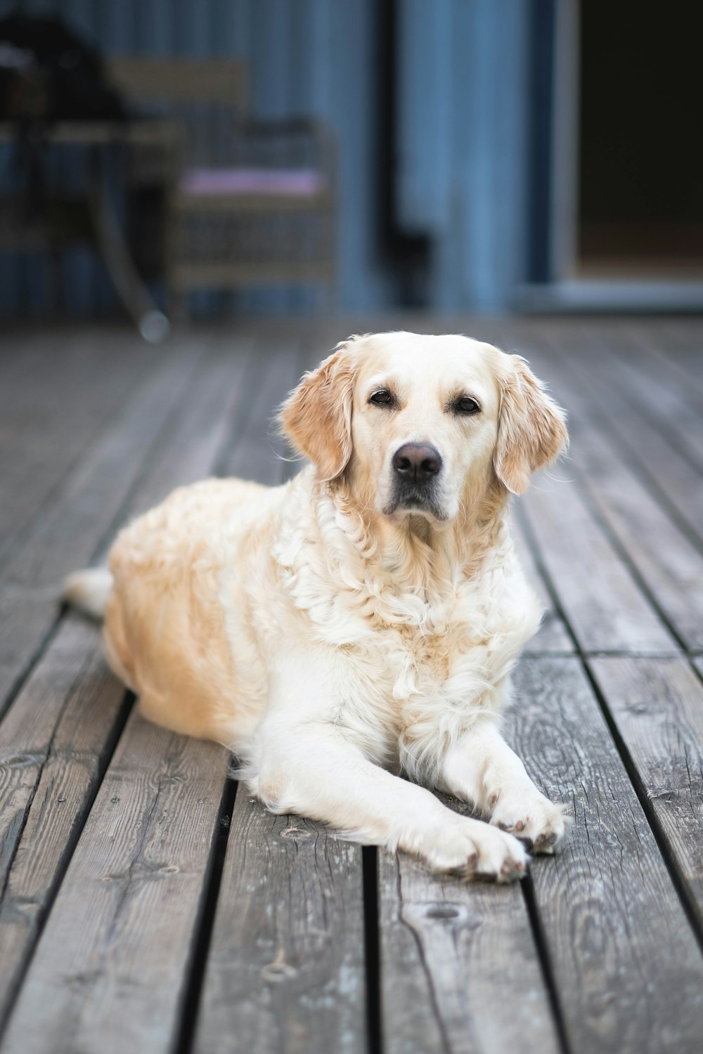 fawn Labrador