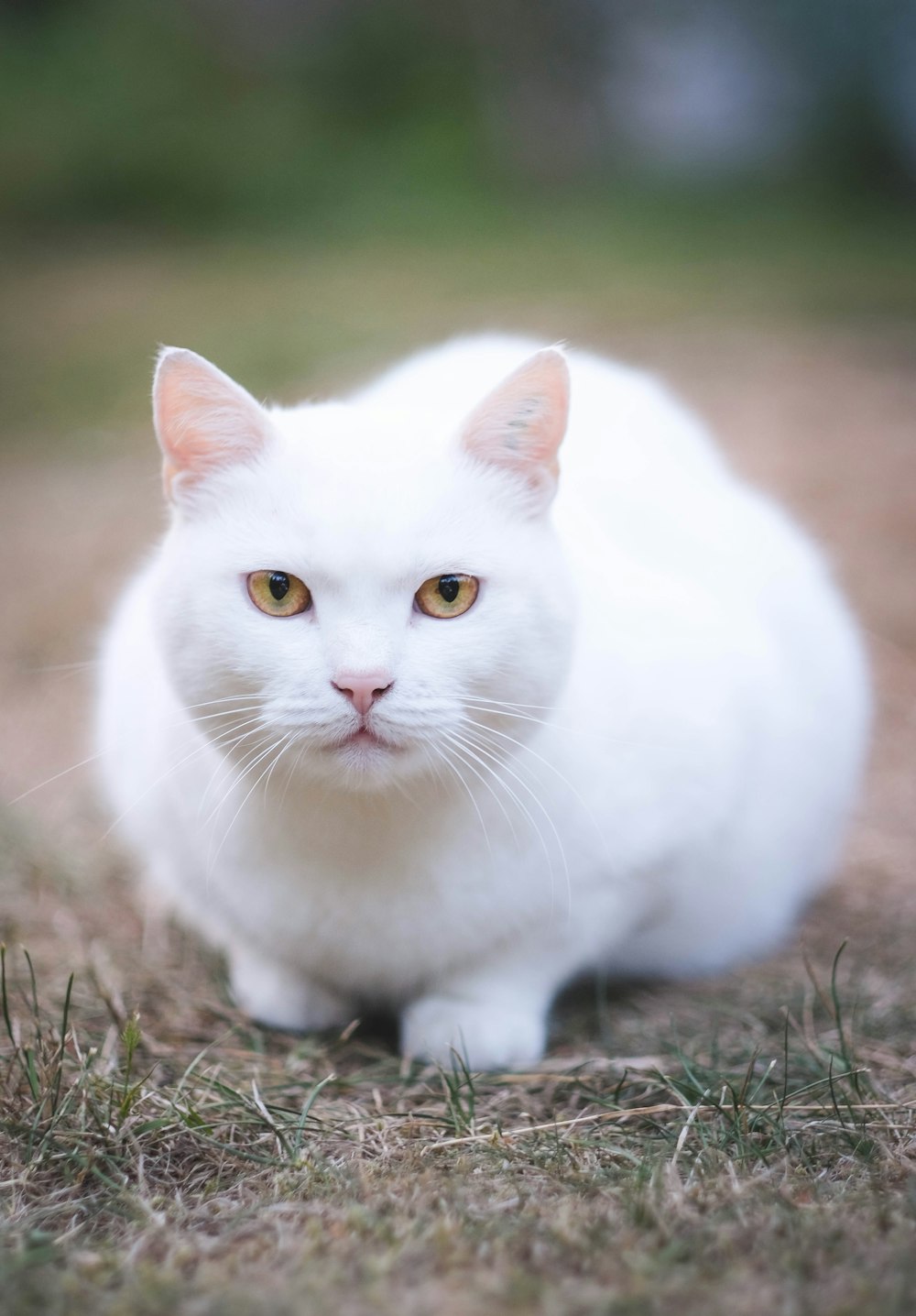 selective focus photography of white cat