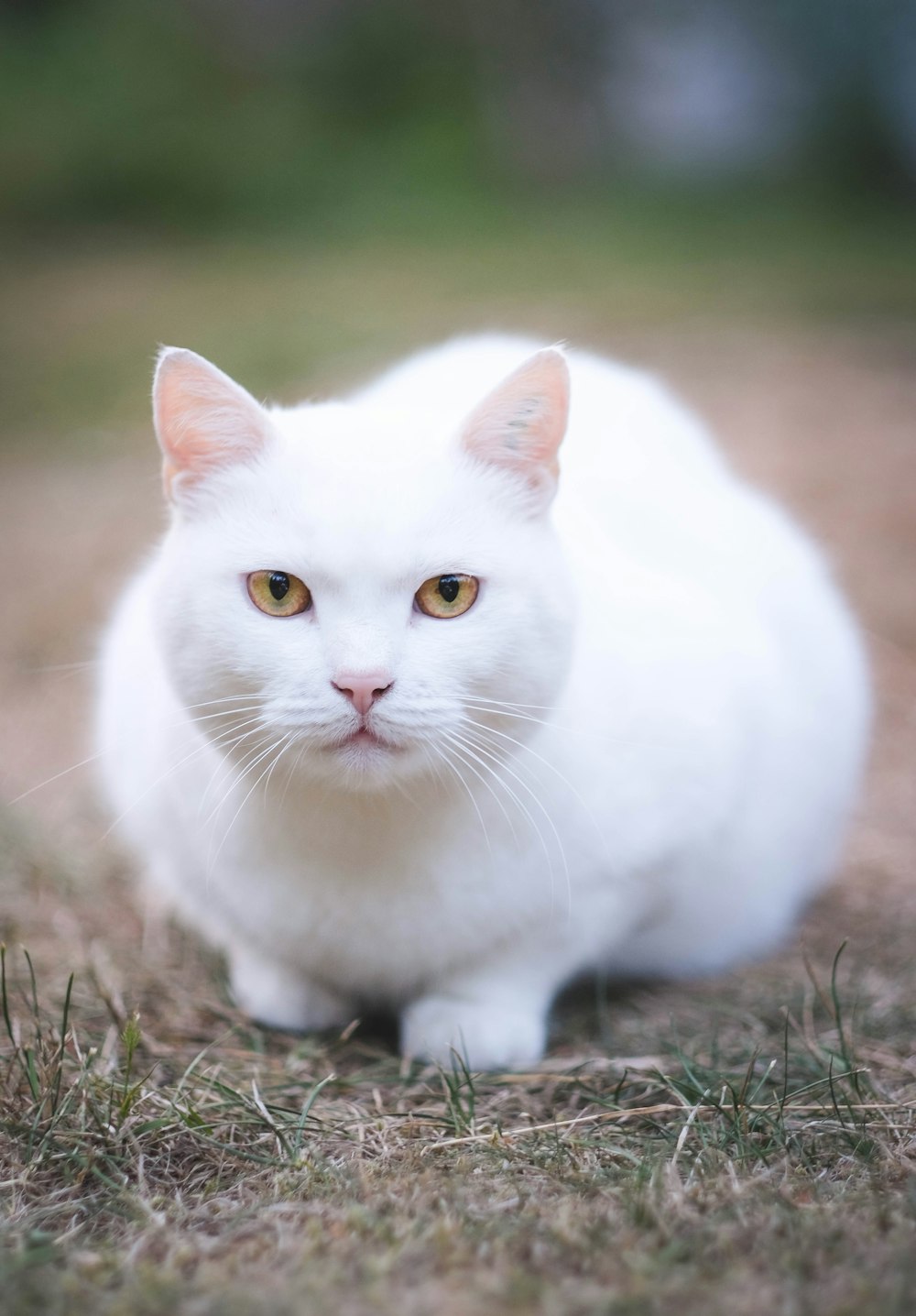 흰 고양이의 선택적 초점 촬영