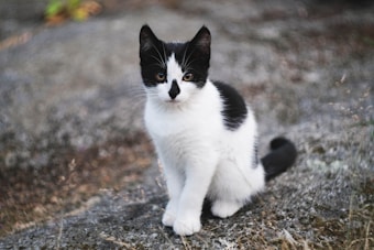 A small black and white kitten with striking markings sits on a rough, gray stone surface. The kitten's fur is soft and fluffy, and it looks intently at the camera with its large, curious eyes. Sparse vegetation and moss patches can be seen around, adding texture to the background.