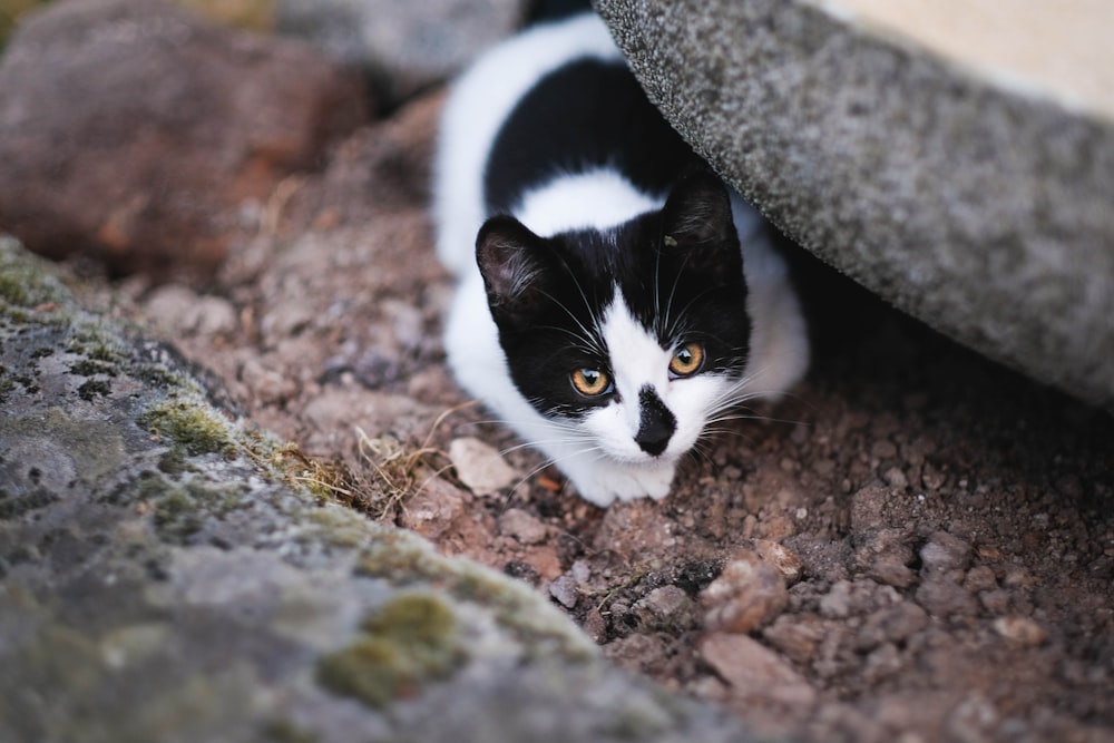 Katze versteckt sich auf grauem Felsen