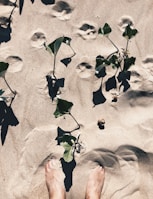 Bare feet stand on sandy ground with scattered green plants. Several animal footprints are visible in the sand, adding an element of nature and exploration. The sunlight casts strong shadows, emphasizing the texture of the sand and the leaves.