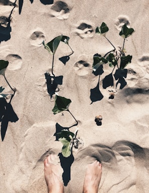 Bare feet stand on sandy ground with scattered green plants. Several animal footprints are visible in the sand, adding an element of nature and exploration. The sunlight casts strong shadows, emphasizing the texture of the sand and the leaves.