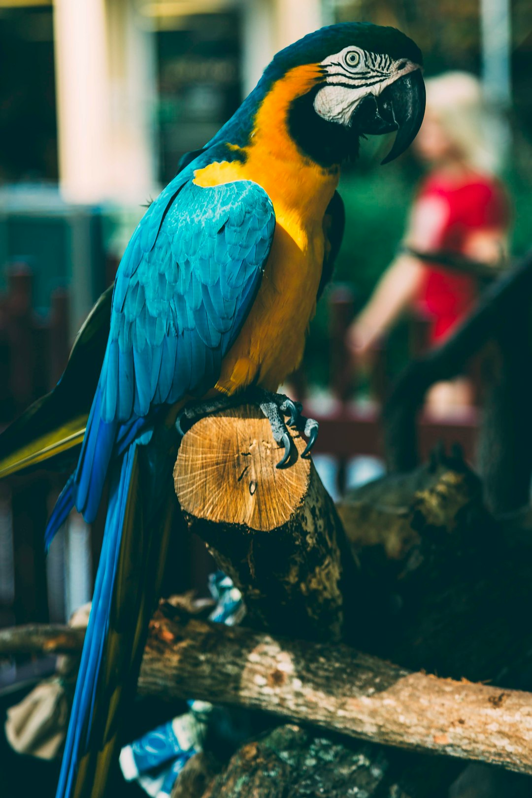 blue and yellow macaw perching on brown log