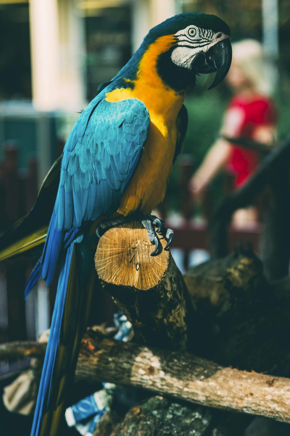 Guacamayo azul y amarillo posado en tronco marrón