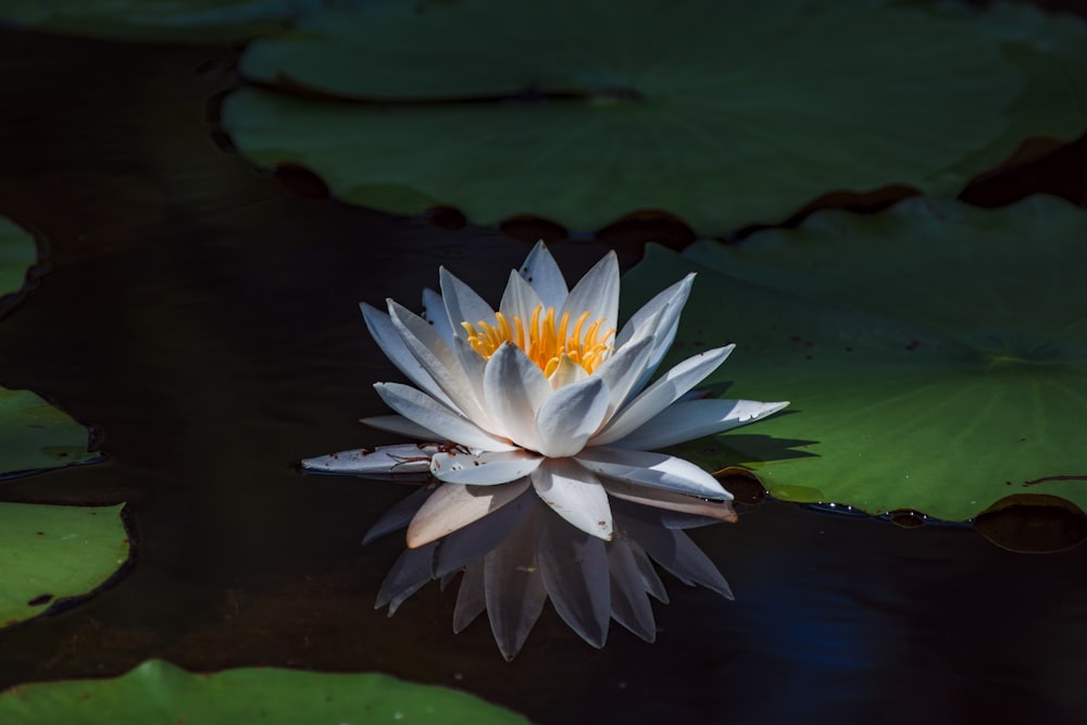 Weißer Lotus, der auf einem Gewässer schwimmt