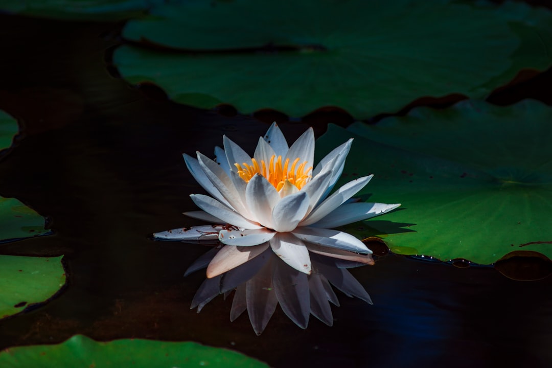 A water lily floating on the water at the Savannah Wildlife refuge.