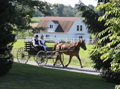 Amish couple in a horse-drawn buggy