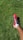 A person wearing a red and black soccer cleat on a lush green grass field. The foot is positioned to the right side of the image, and the grass appears well-maintained.