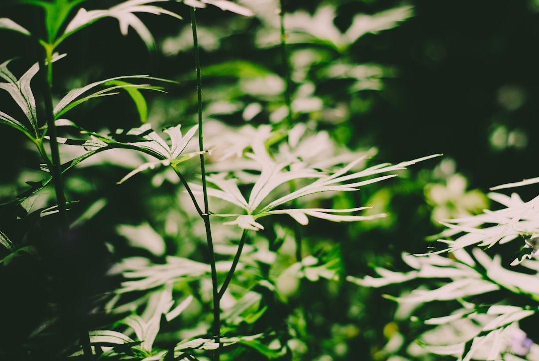 selective focus photography of green leafed plant