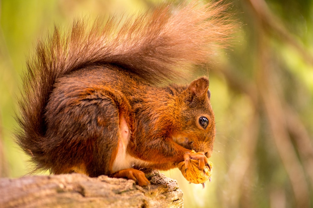 squirrel eating nut in selective focus photography