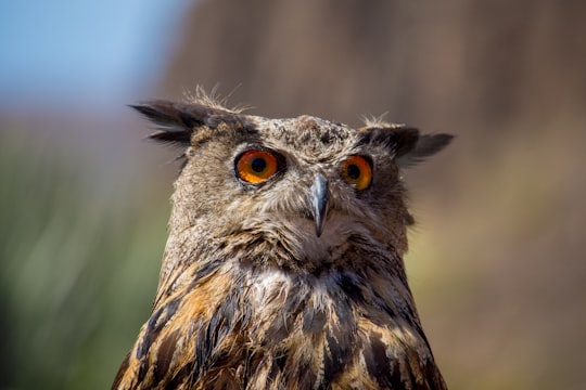 shallow focus photography of owl outdoors in Gran Canaria Spain