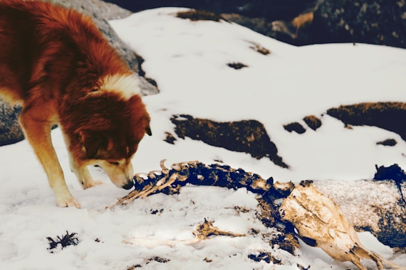 A brown and white dog is curiously sniffing a large animal skeleton partially buried in the snow. The surroundings are rocky and snow-covered, suggesting a cold, mountainous setting.