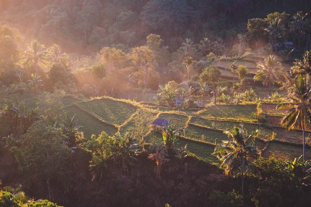 Fotografía de vista aérea de terrazas de arroz