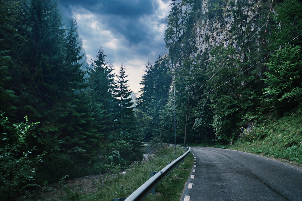 asphalt road surrounded by trees