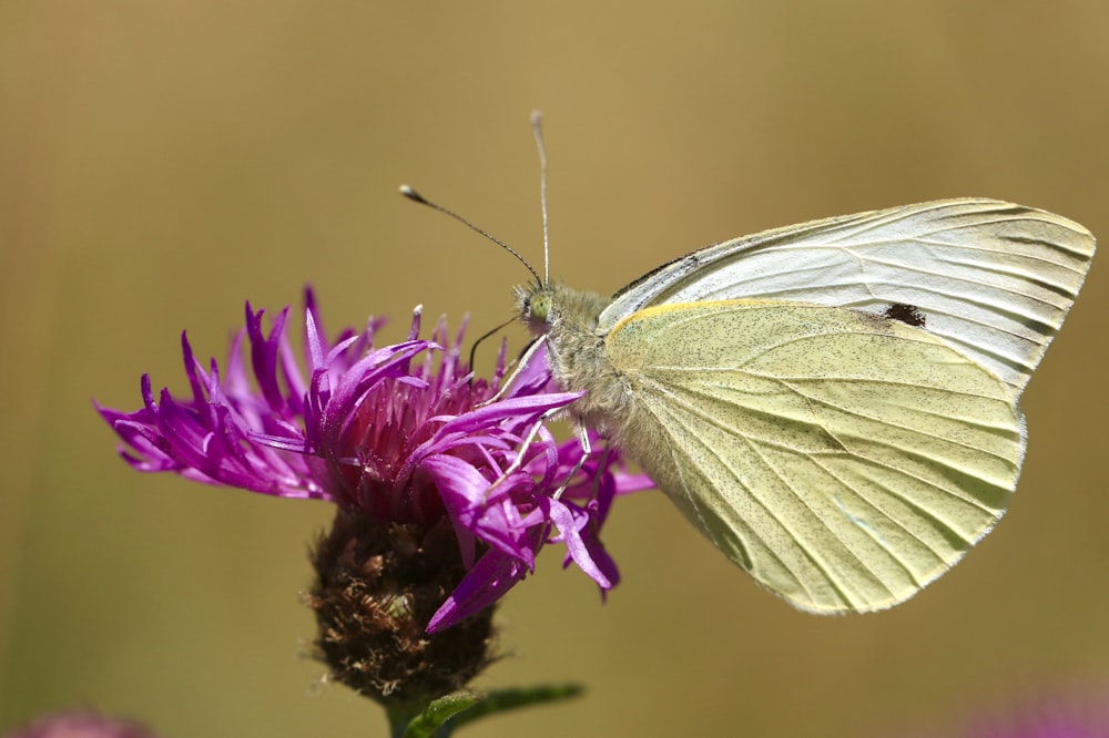 papillon beige sur fleur à pétales roses