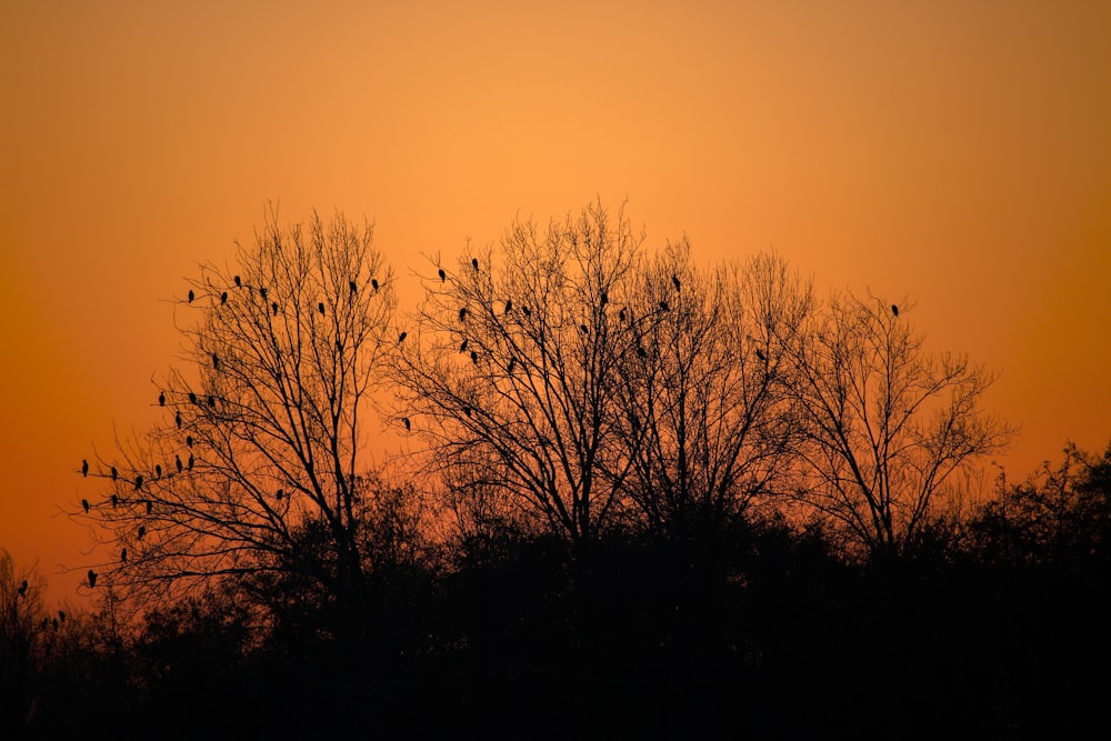 birds perching on tree branch during golden hour