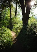 A sunlit forest path winding through tall, green trees in early morning.