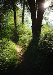 A sunlit forest path winding through tall trees, inviting a peaceful walk.