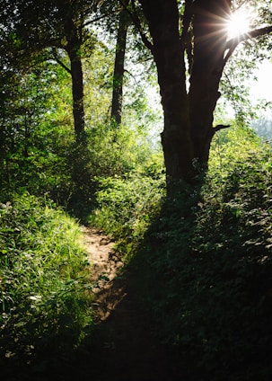 A winding forest path bathed in soft sunlight, inviting a peaceful walk through thriving trees and lush greenery.