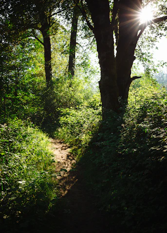 A sunlit forest path symbolizing growth and hope, reflecting our commitment to environmental stewardship.