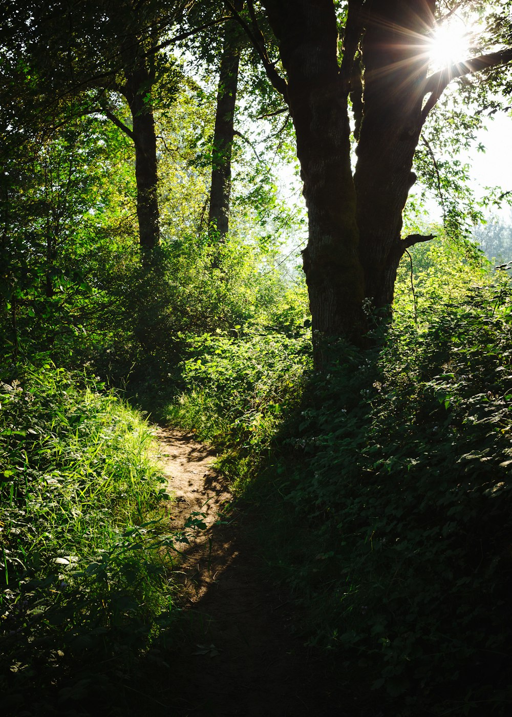 green trees